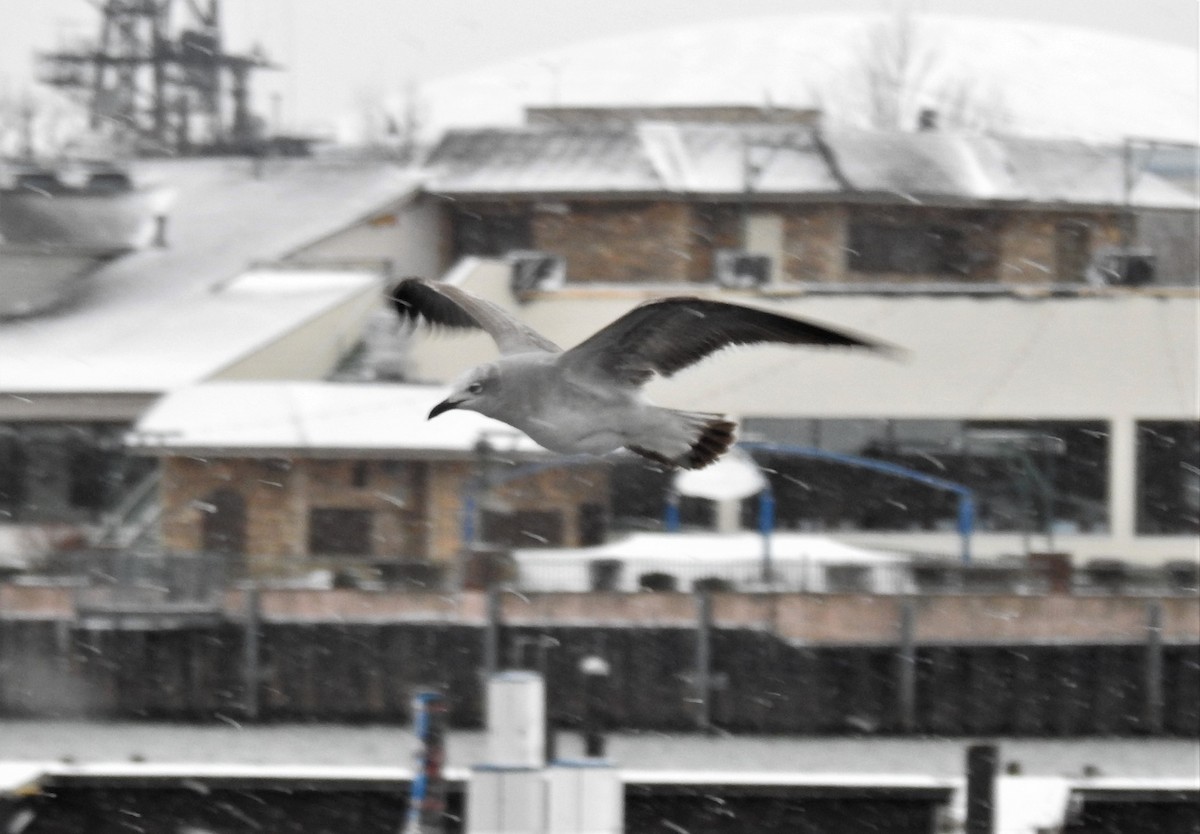 Laughing Gull - ML401661071