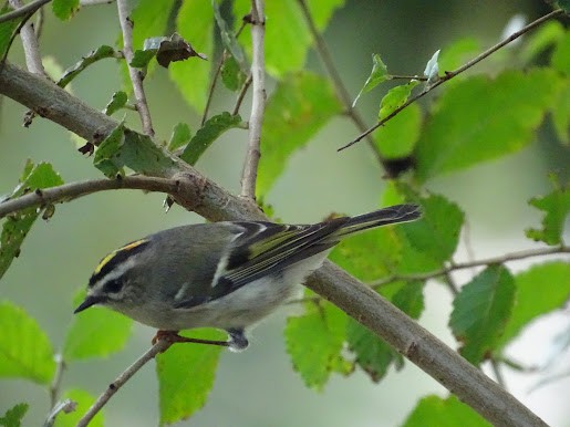 Golden-crowned Kinglet - ML401662641