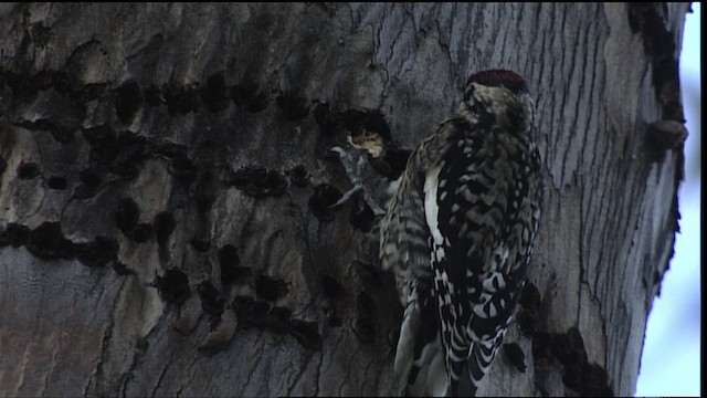 Yellow-bellied Sapsucker - ML401663