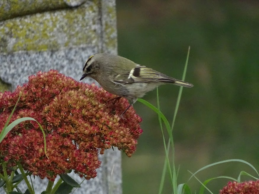 Golden-crowned Kinglet - ML401664871