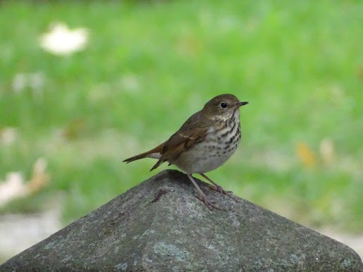 Hermit Thrush - ML401666191