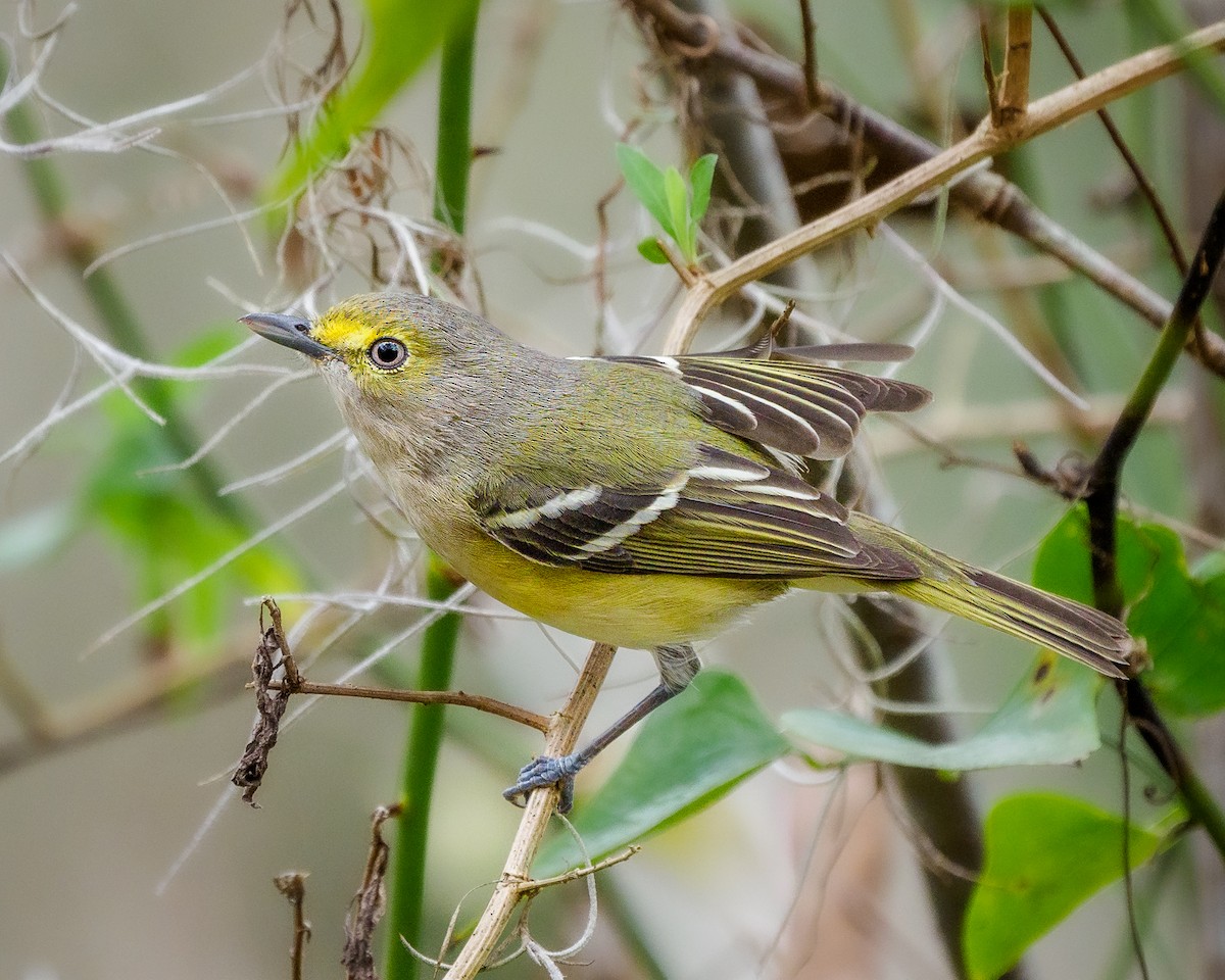 White-eyed Vireo - ML401666331