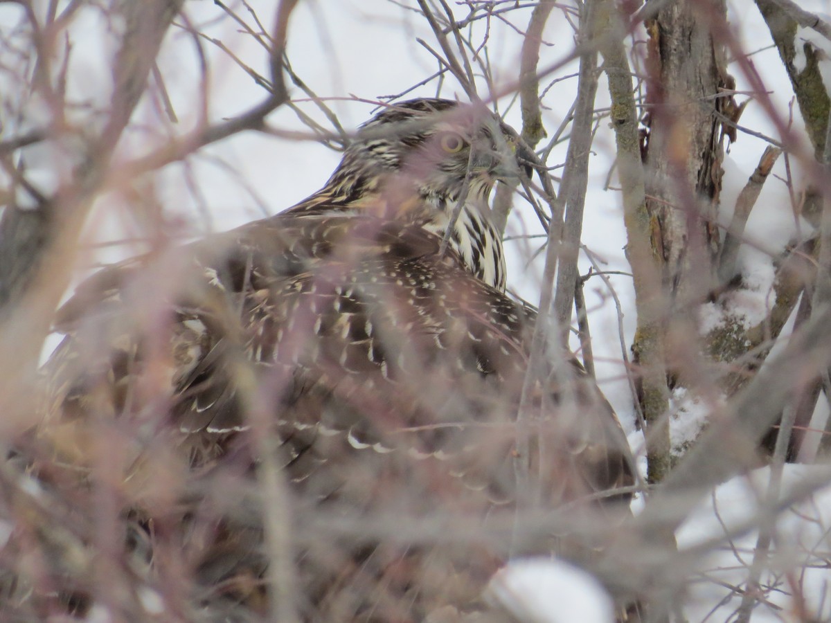 American Goshawk - ML401666471