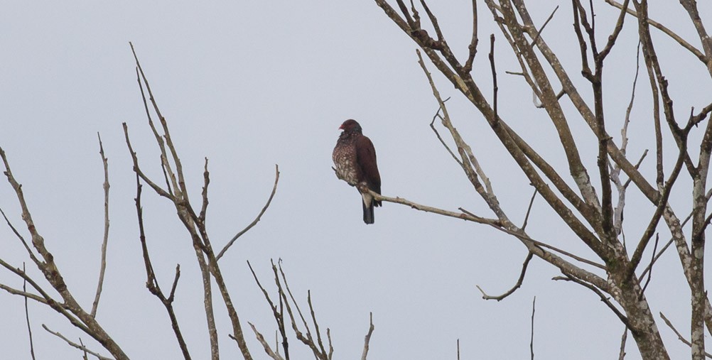 Scaled Pigeon - ML40166671