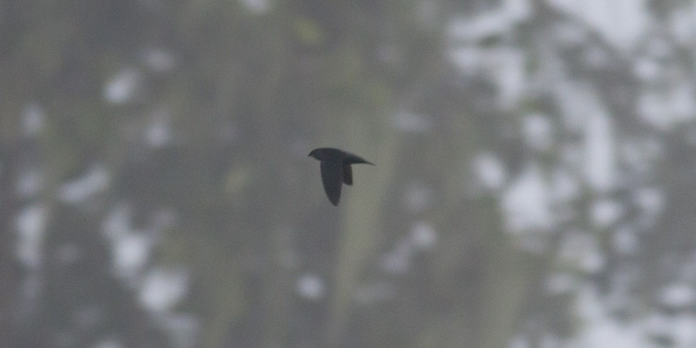 Gray-rumped Swift (Ash-rumped) - ML40166701