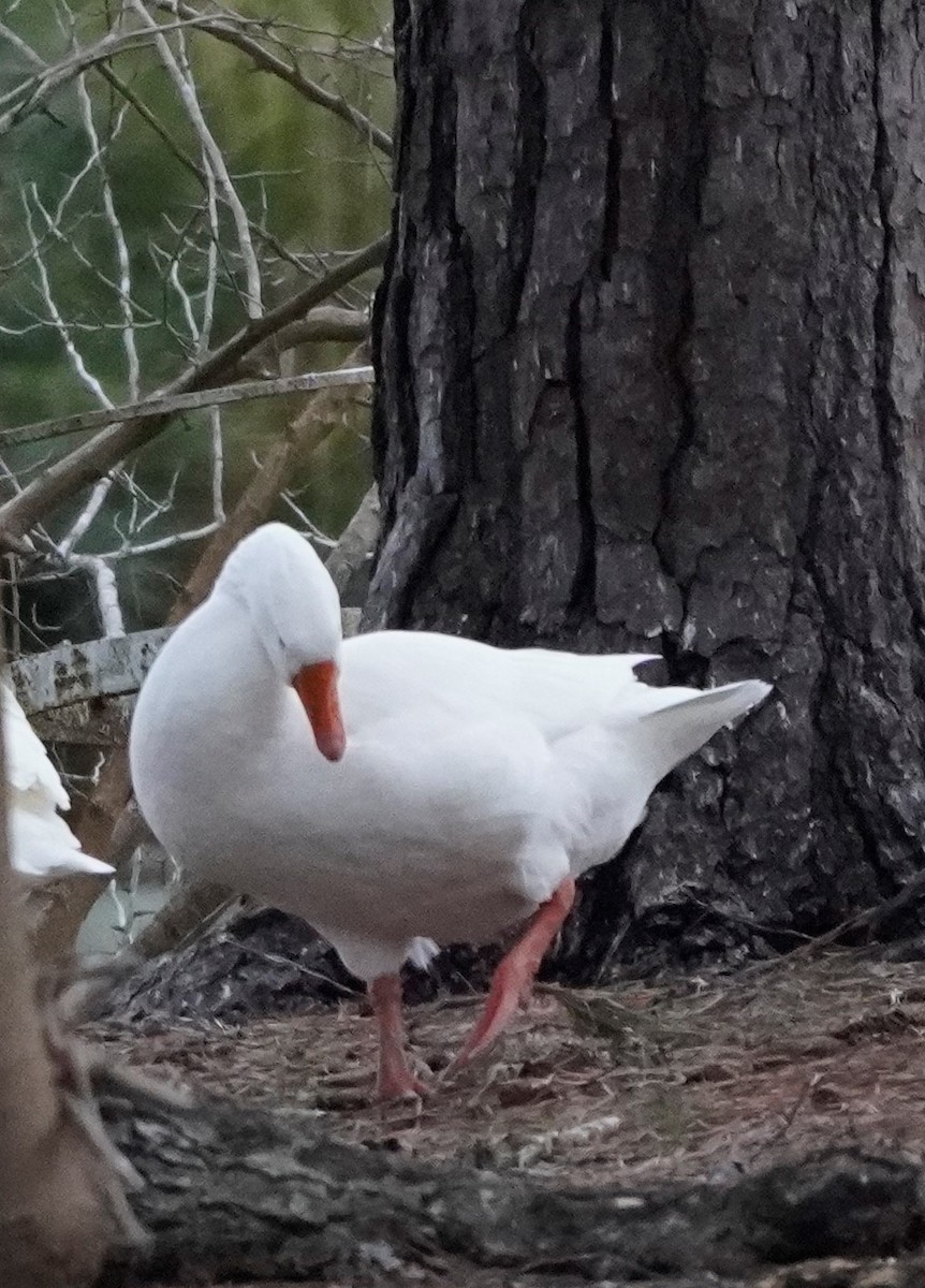 Domestic goose sp. (Domestic type) - ML401667601