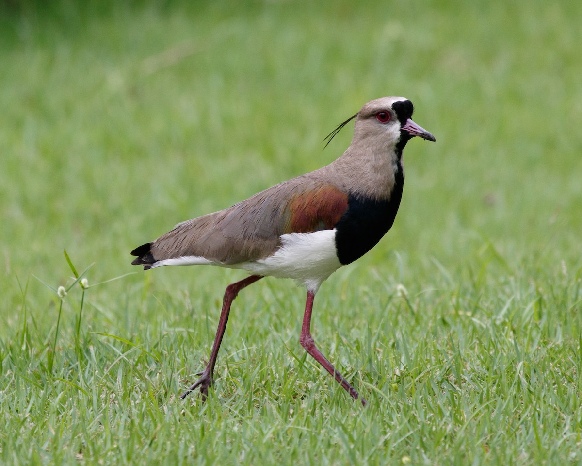 Southern Lapwing - ML401667941