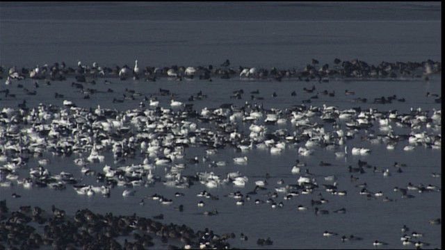 Нугасны овгийн зүйл - ML401668