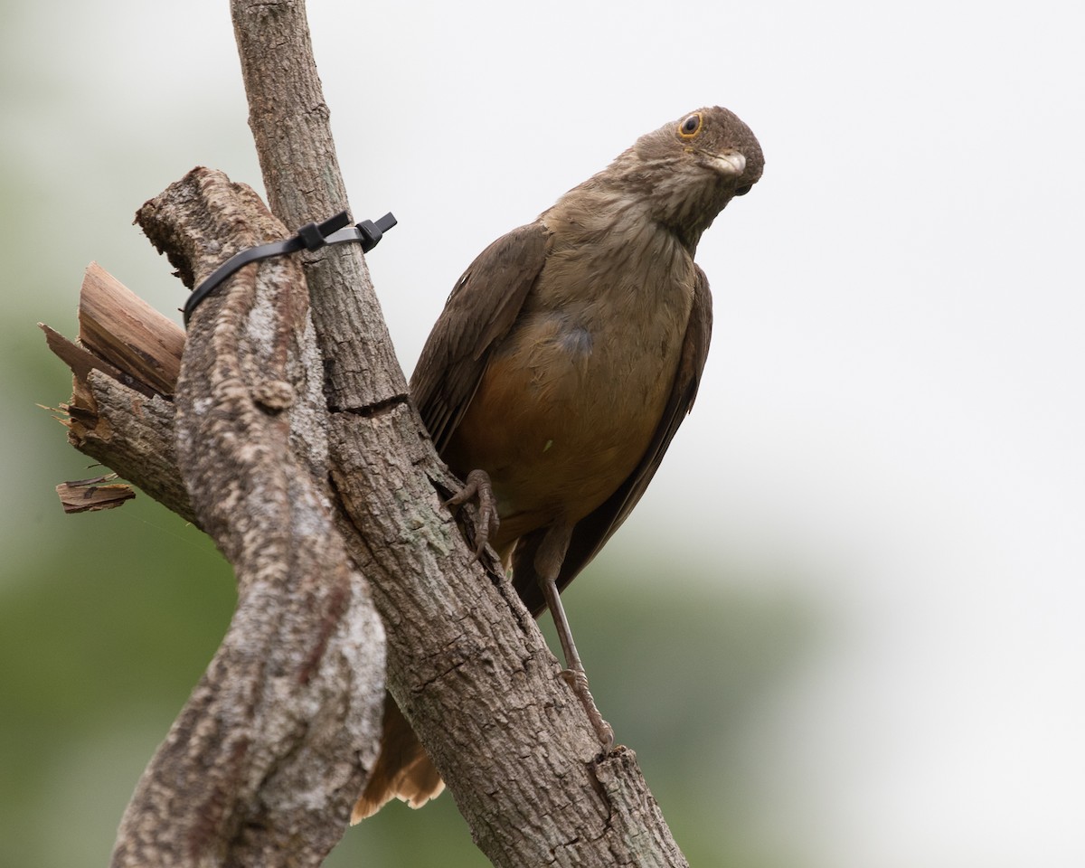 Rufous-bellied Thrush - ML401668041