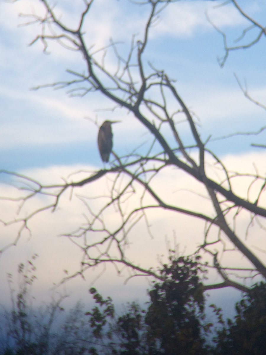 Great Blue Heron - ML40166811