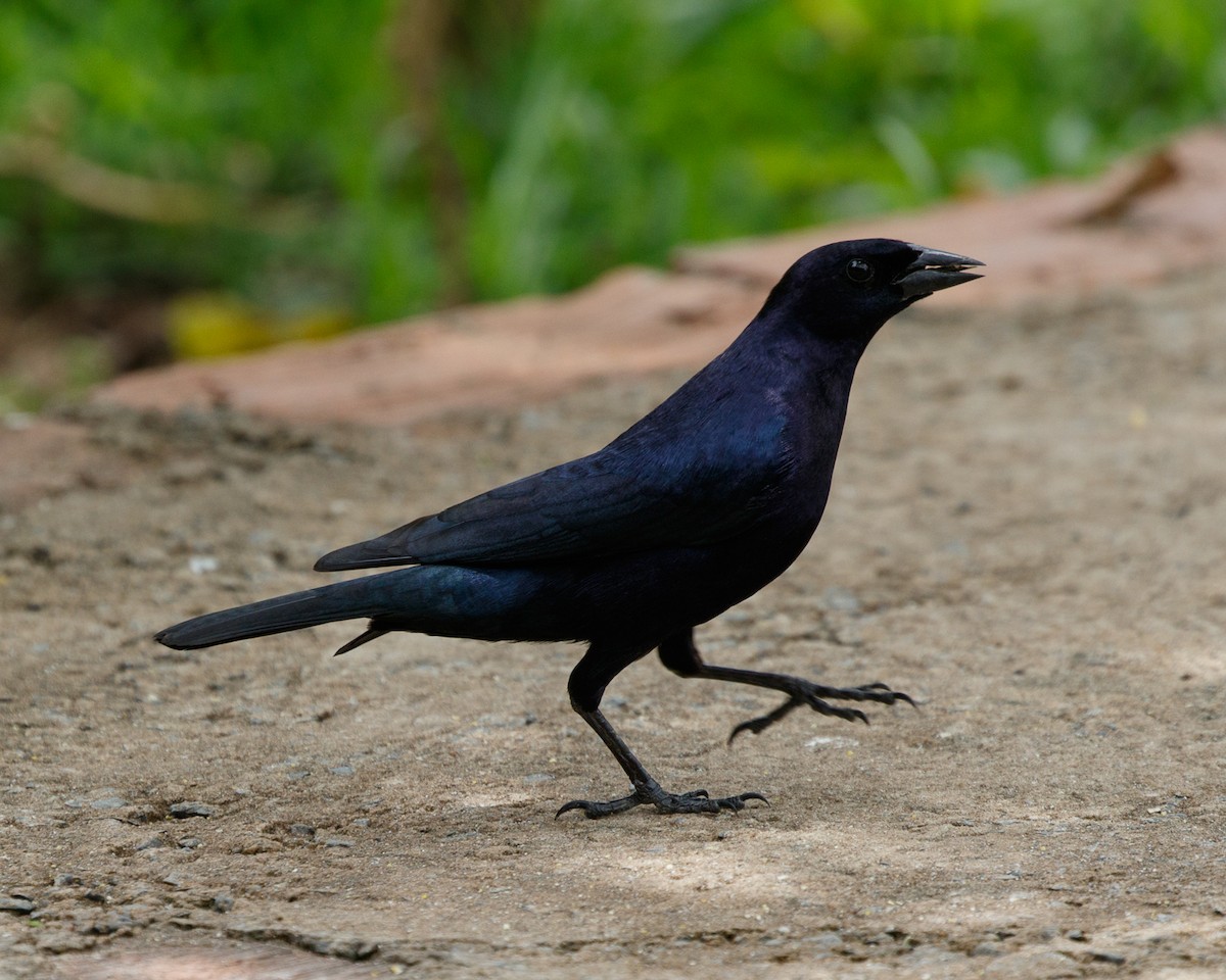 Shiny Cowbird - ML401668211