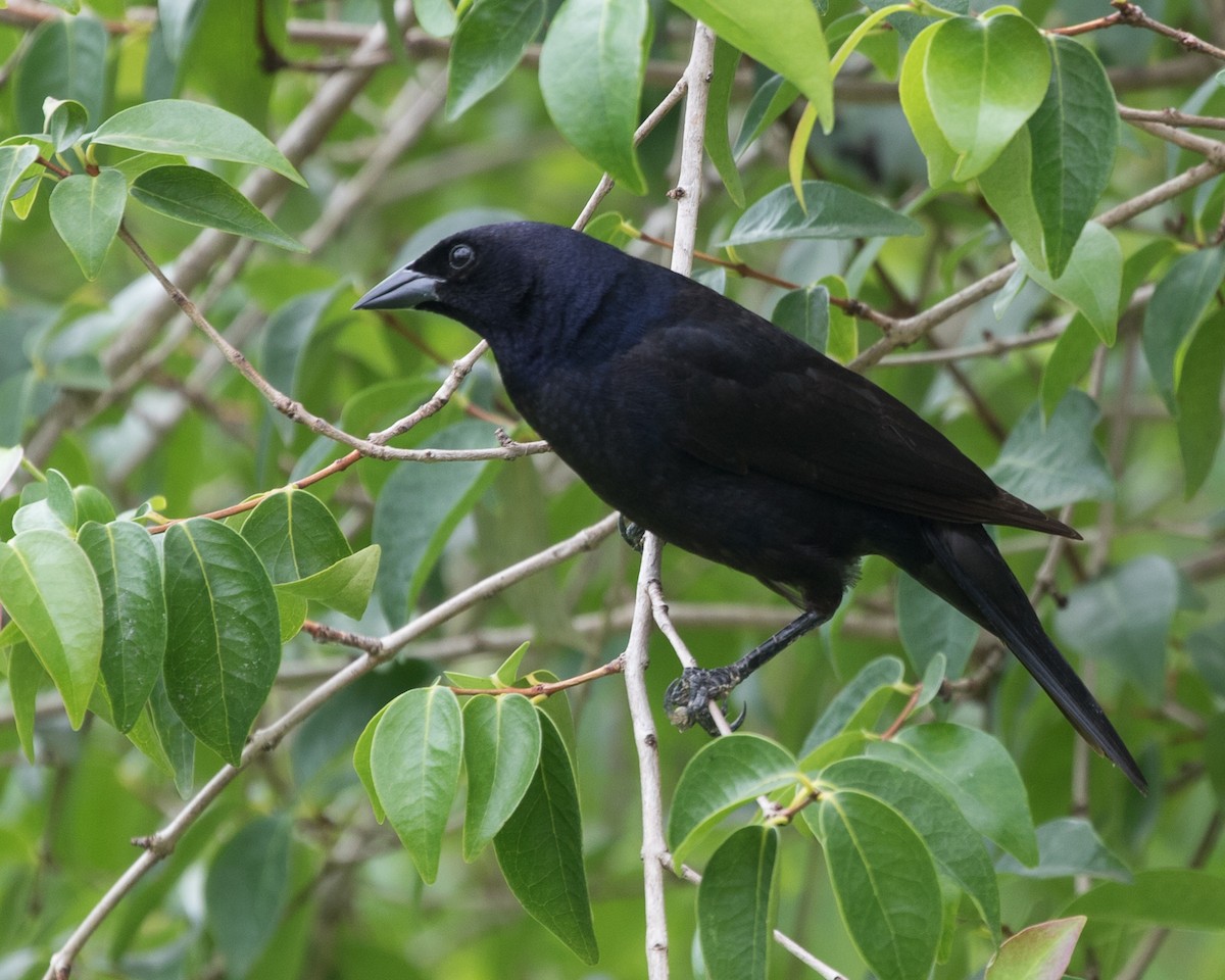 Shiny Cowbird - ML401668241