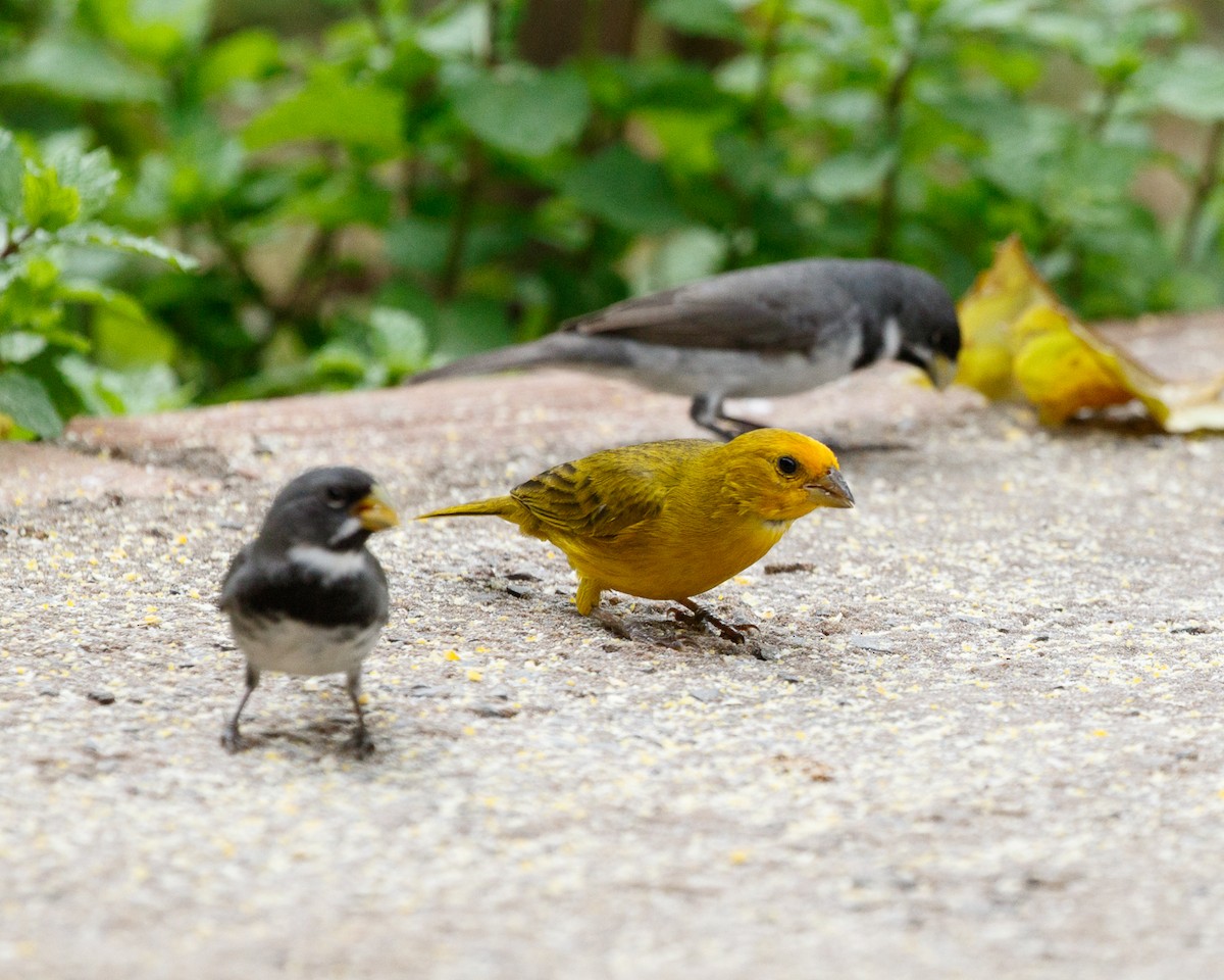 Saffron Finch - ML401668691