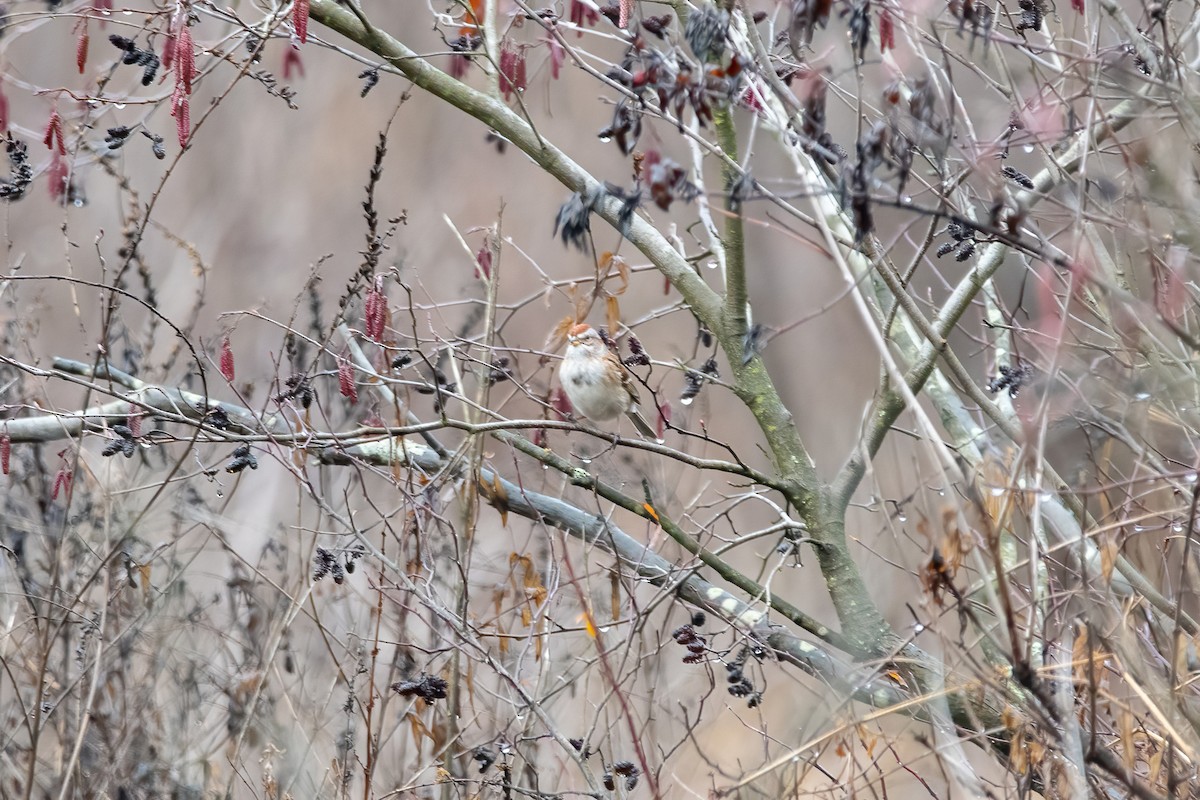 American Tree Sparrow - ML401669101