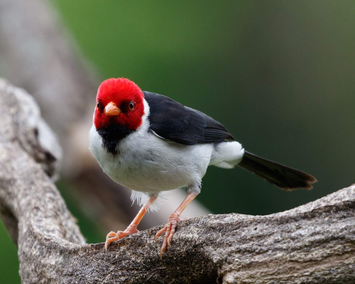 Yellow-billed Cardinal - Silvia Faustino Linhares