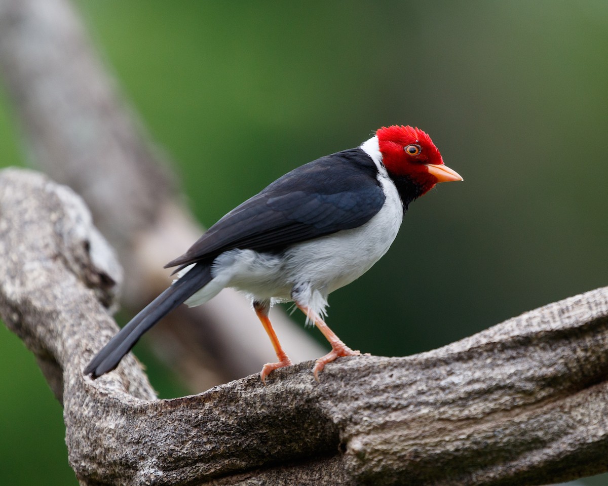 Yellow-billed Cardinal - Silvia Faustino Linhares