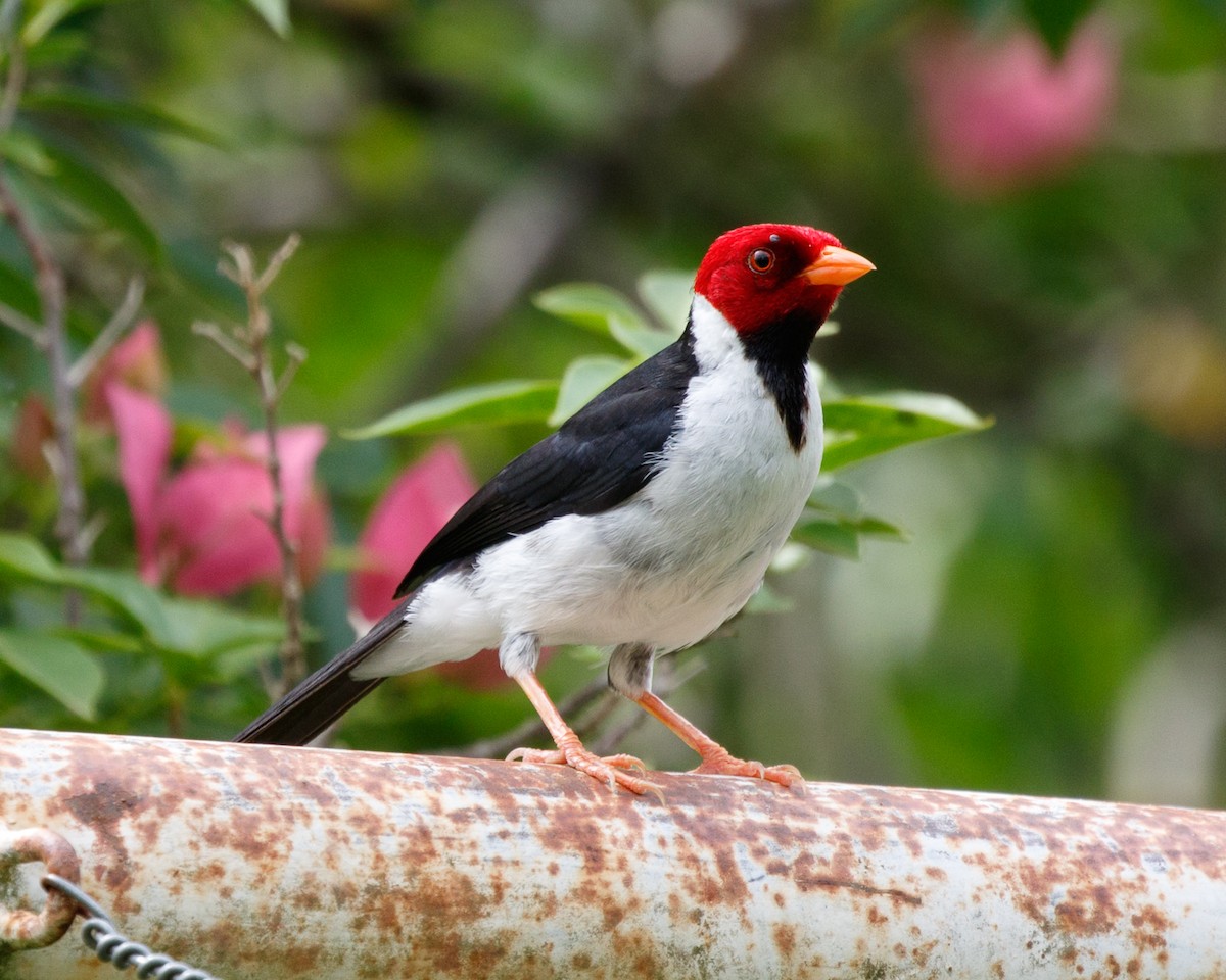 Yellow-billed Cardinal - Silvia Faustino Linhares