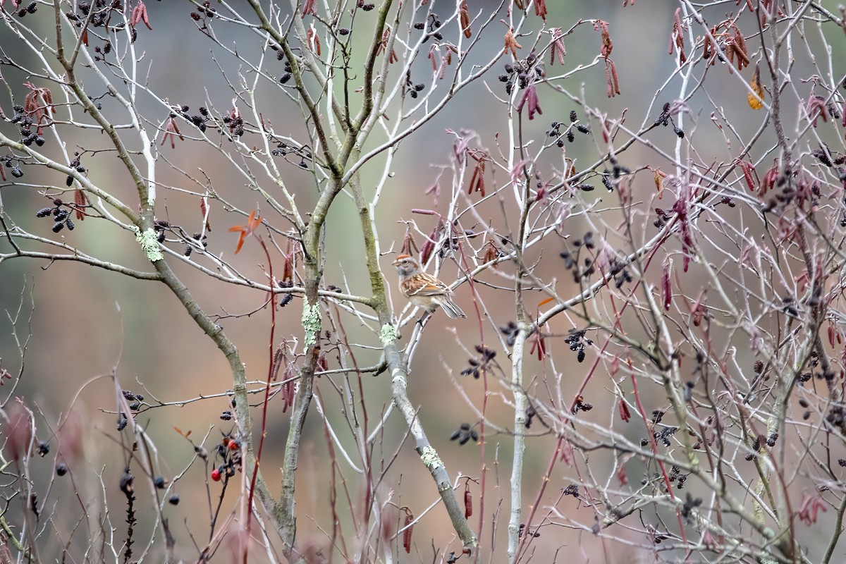 American Tree Sparrow - ML401669251