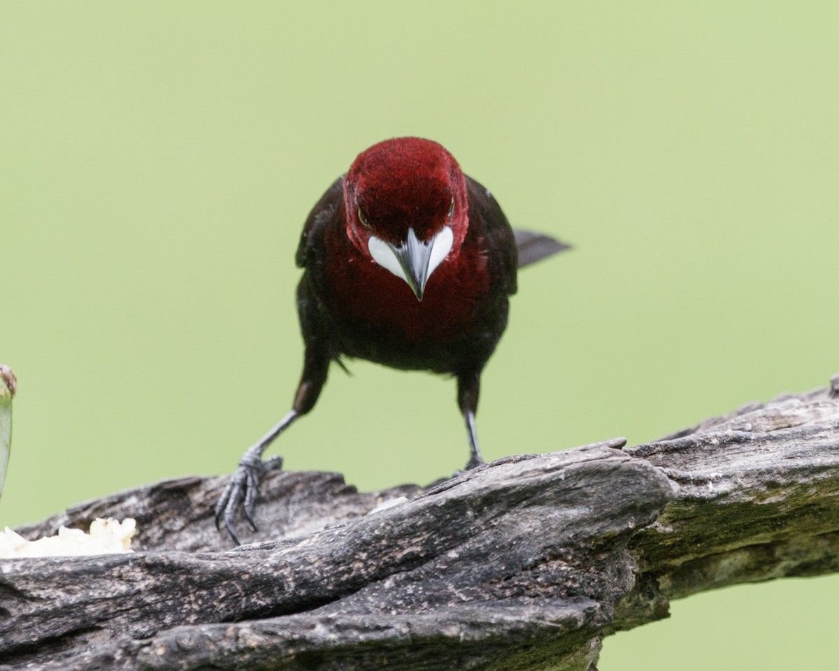 Silver-beaked Tanager - ML401669281