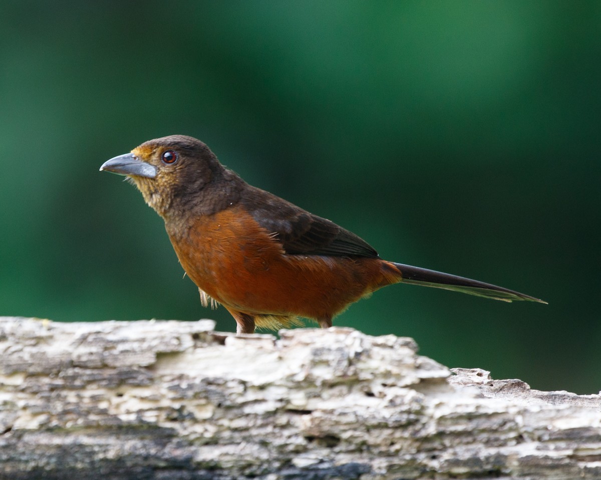 Silver-beaked Tanager - ML401669291