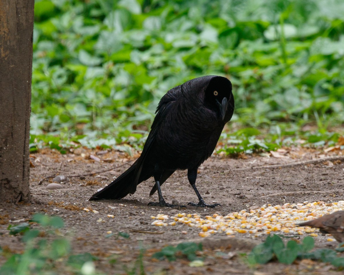 Giant Cowbird - Silvia Faustino Linhares