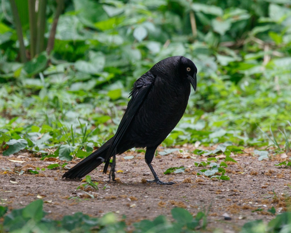 Giant Cowbird - ML401669591