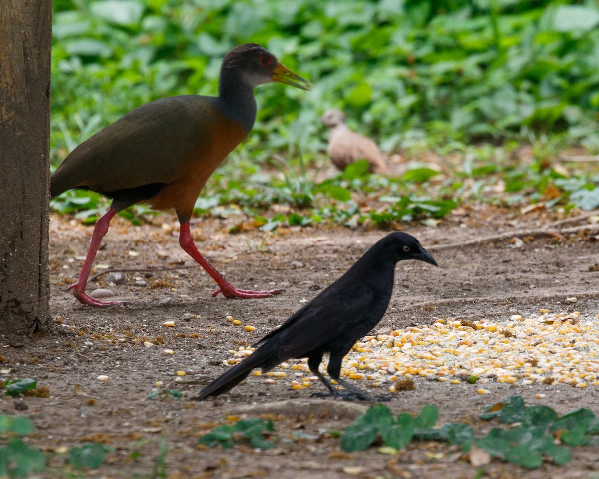 Giant Cowbird - ML401669651