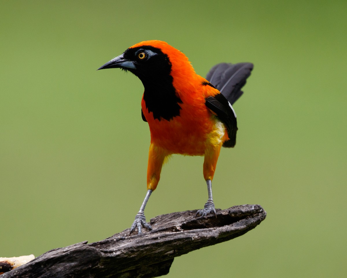 Orange-backed Troupial - ML401669861