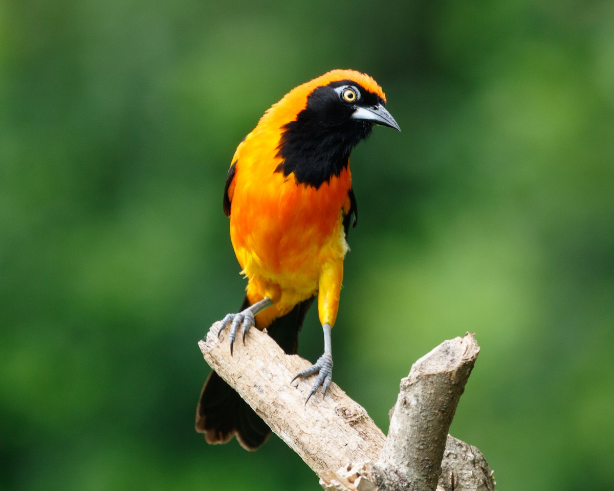 Orange-backed Troupial - Silvia Faustino Linhares