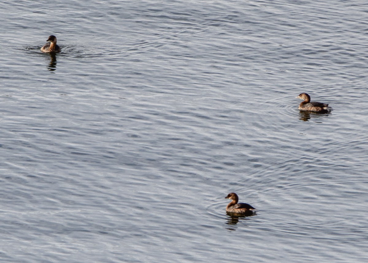 Pied-billed Grebe - ML401671021