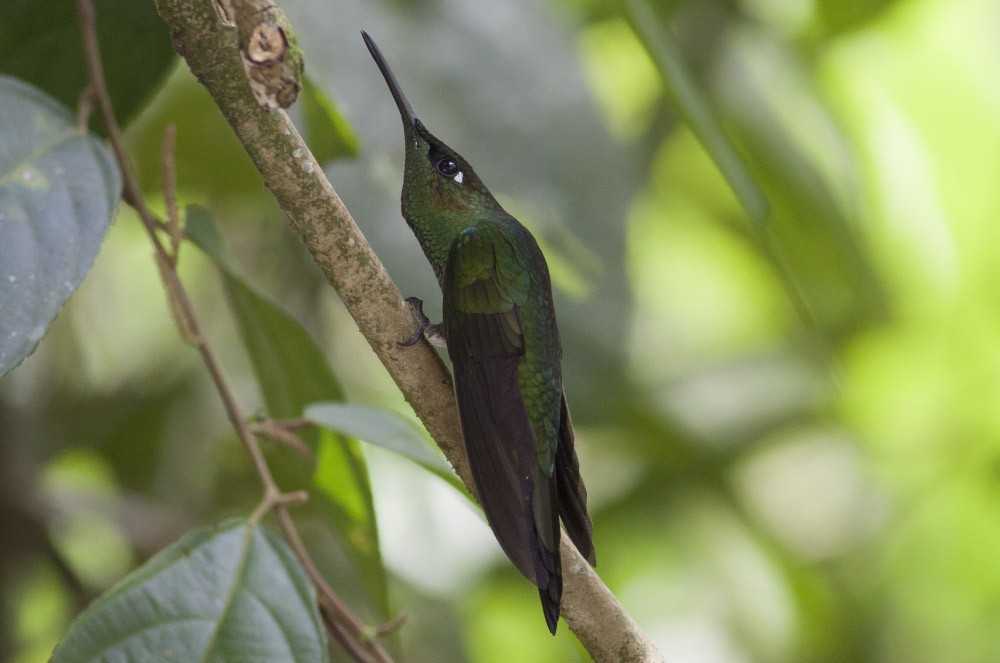 Violet-fronted Brilliant - Michael Todd