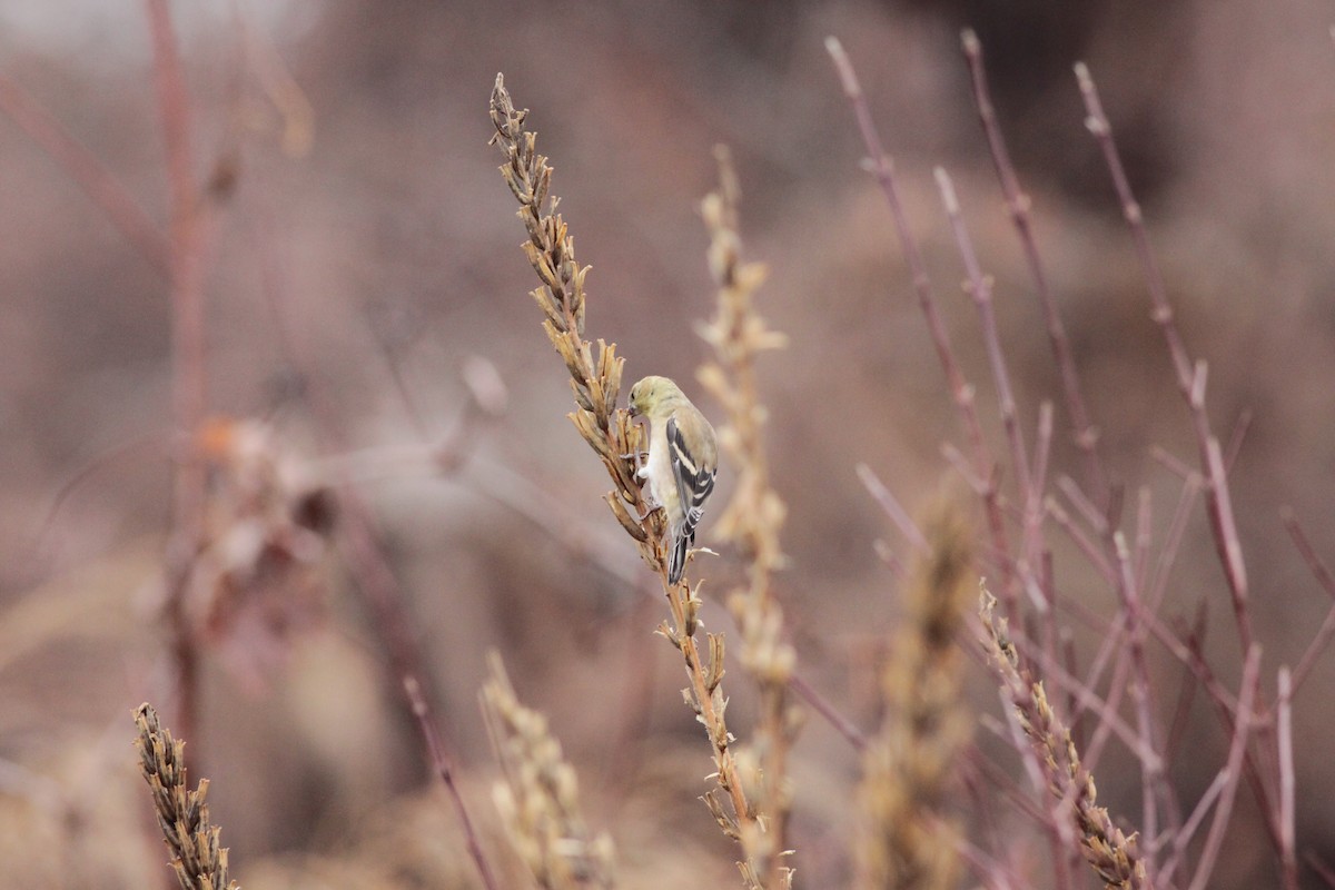 American Goldfinch - ML401672091