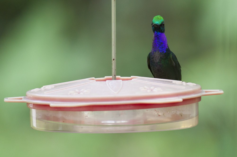kolibřík naposký - ML40167251