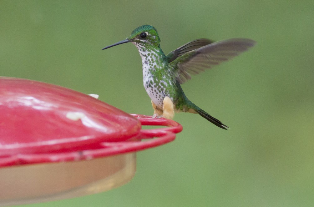 Colibrí de Raquetas Peruano - ML40167481