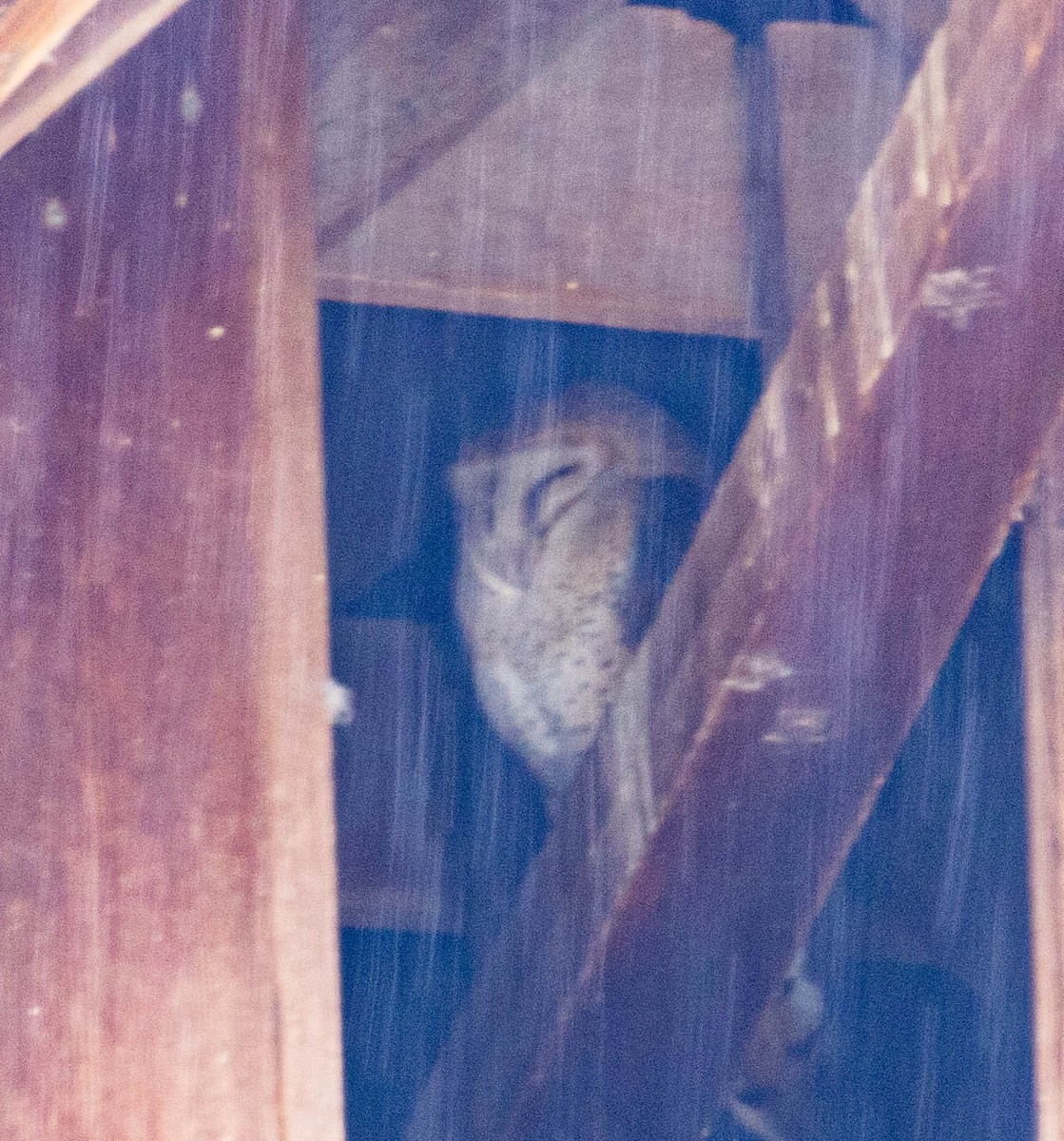 American Barn Owl - ML401675011