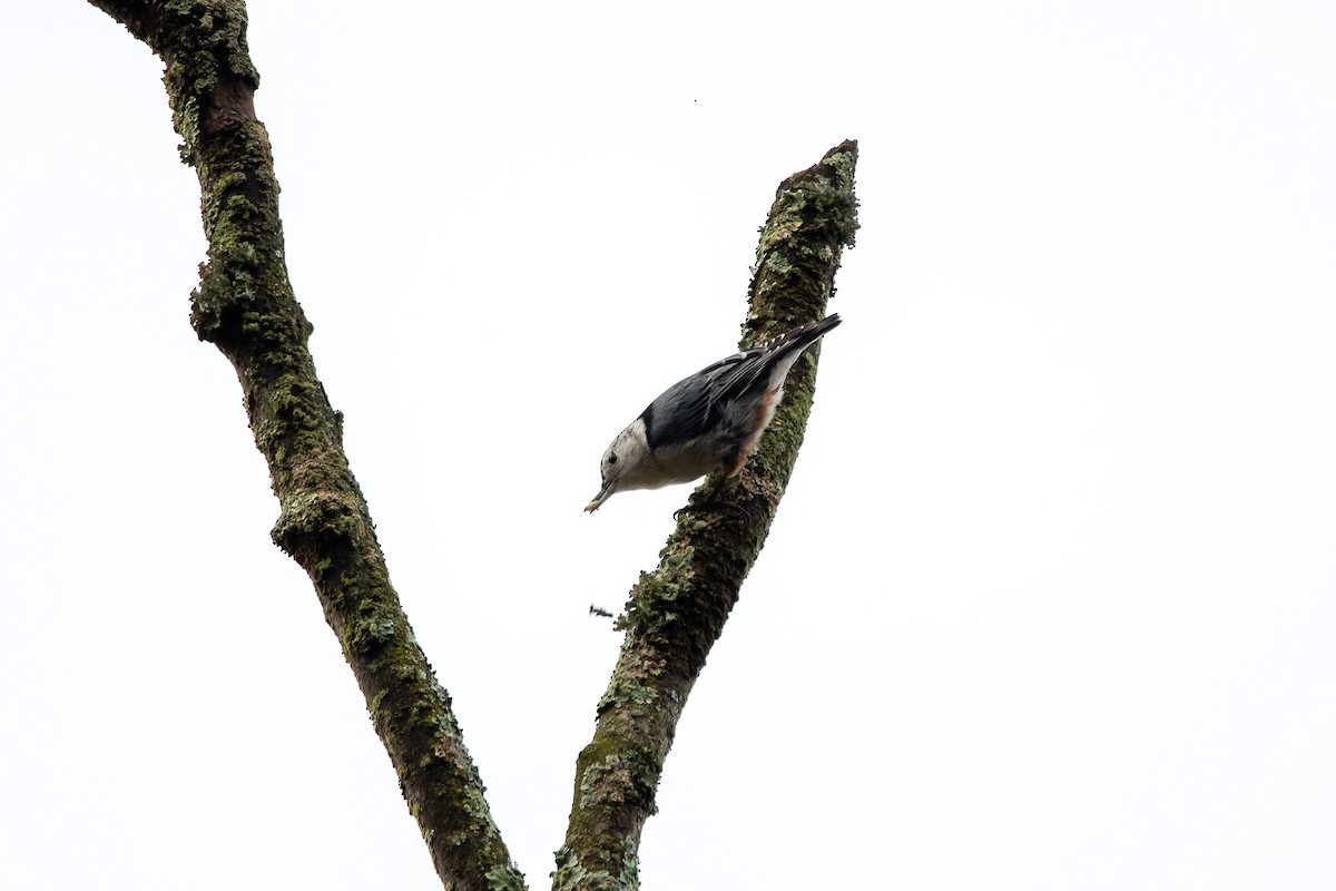 White-breasted Nuthatch - ML401676091