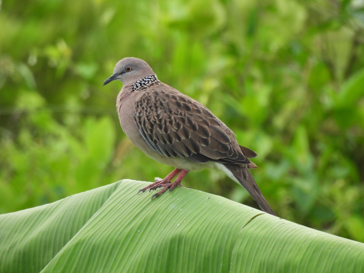 珠頸斑鳩 - ML401676301