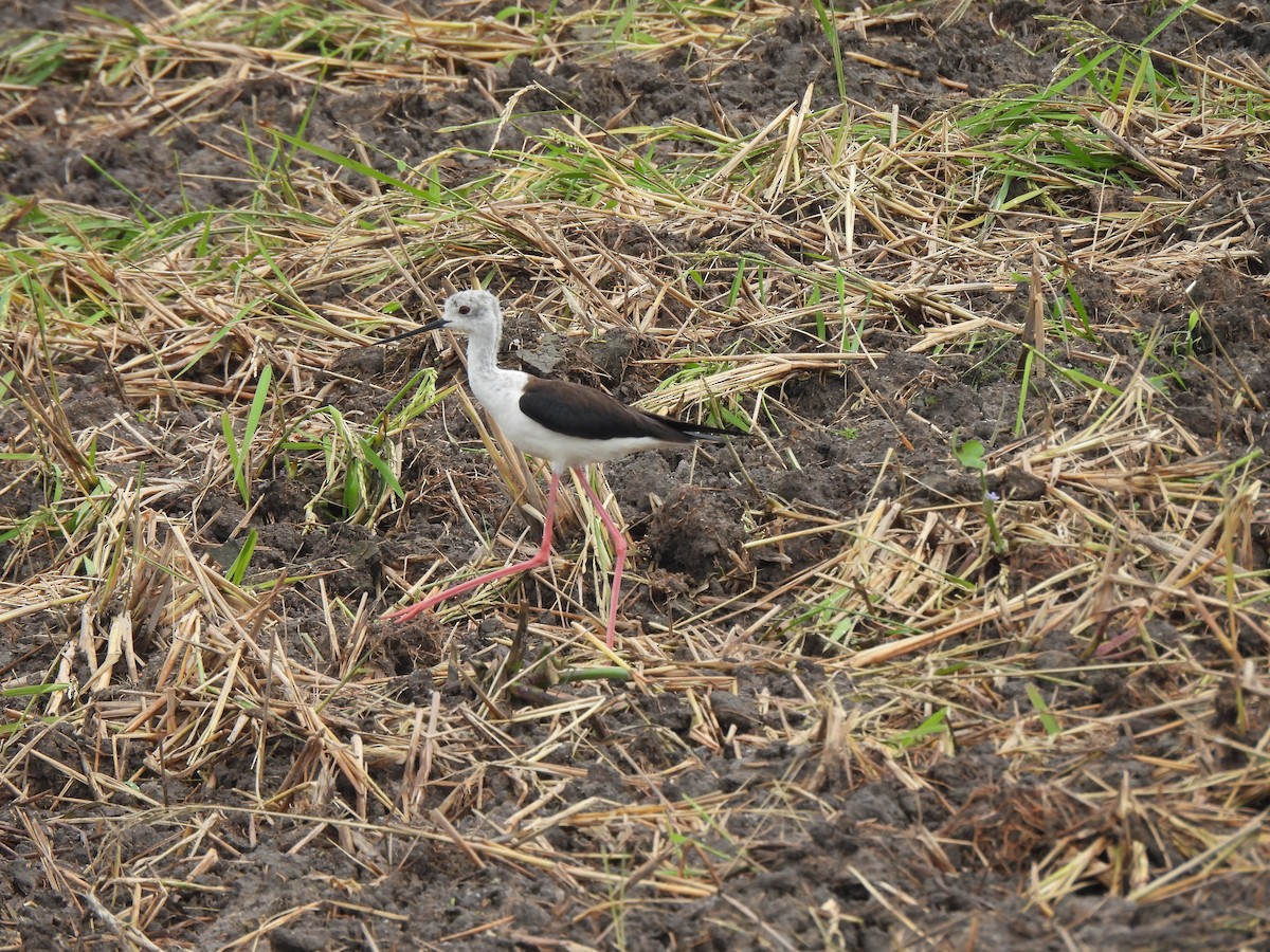 Black-winged Stilt - ML401676511