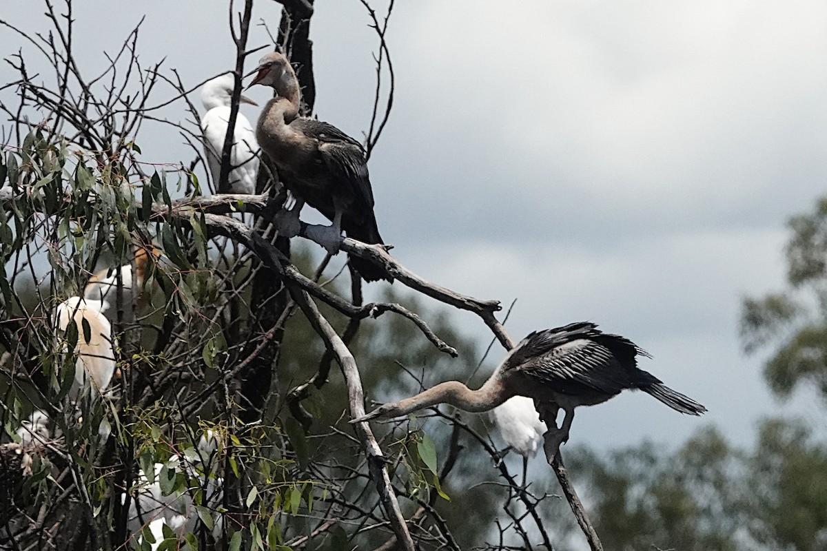 Australasian Darter - ML401676601