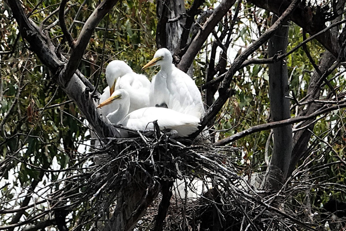 Great Egret (modesta) - ML401676901