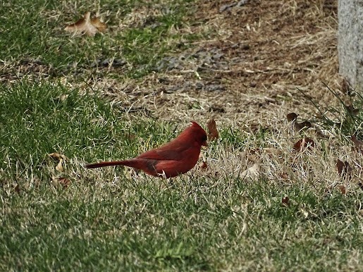 Northern Cardinal - ML401677551