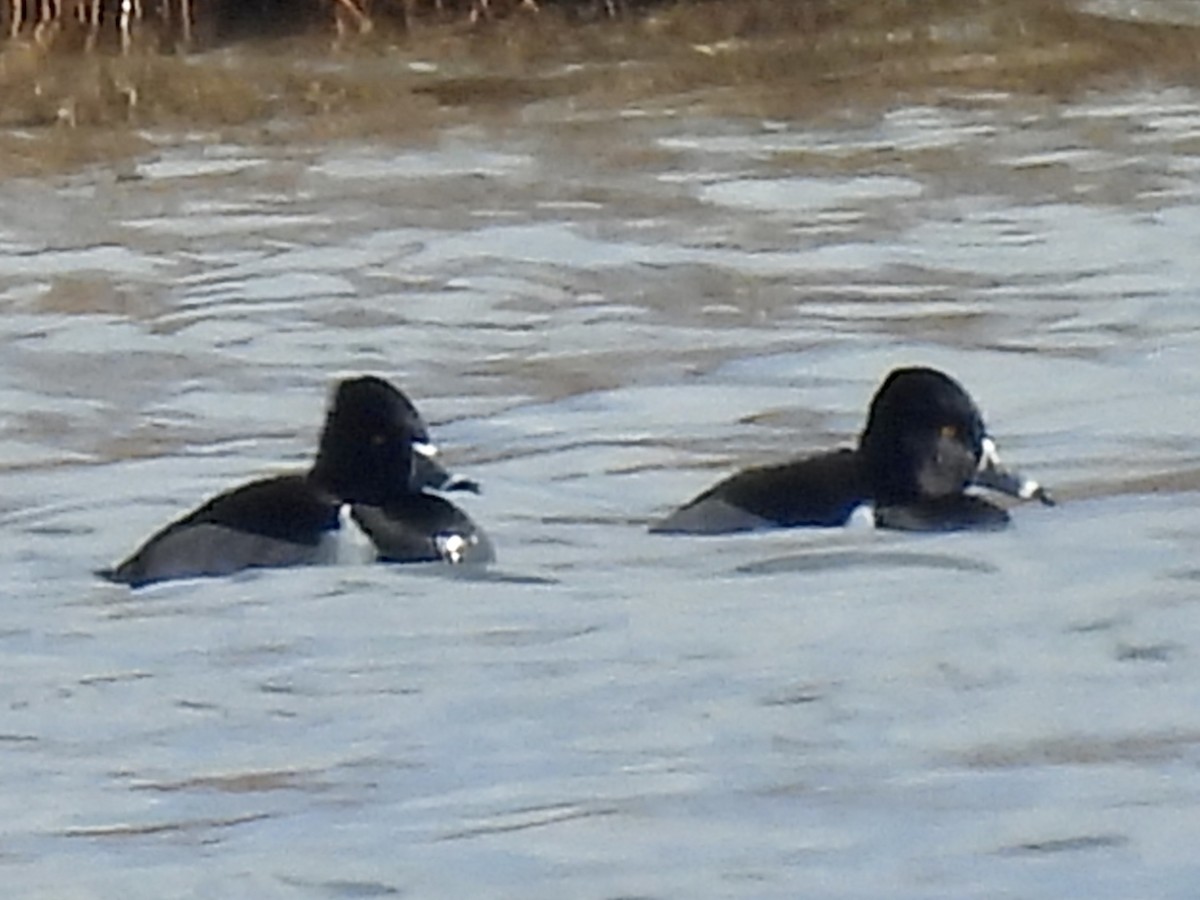 Ring-necked Duck - Emily Clark