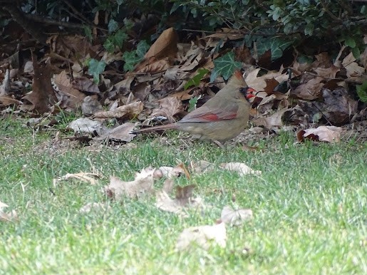 Northern Cardinal - ML401678271