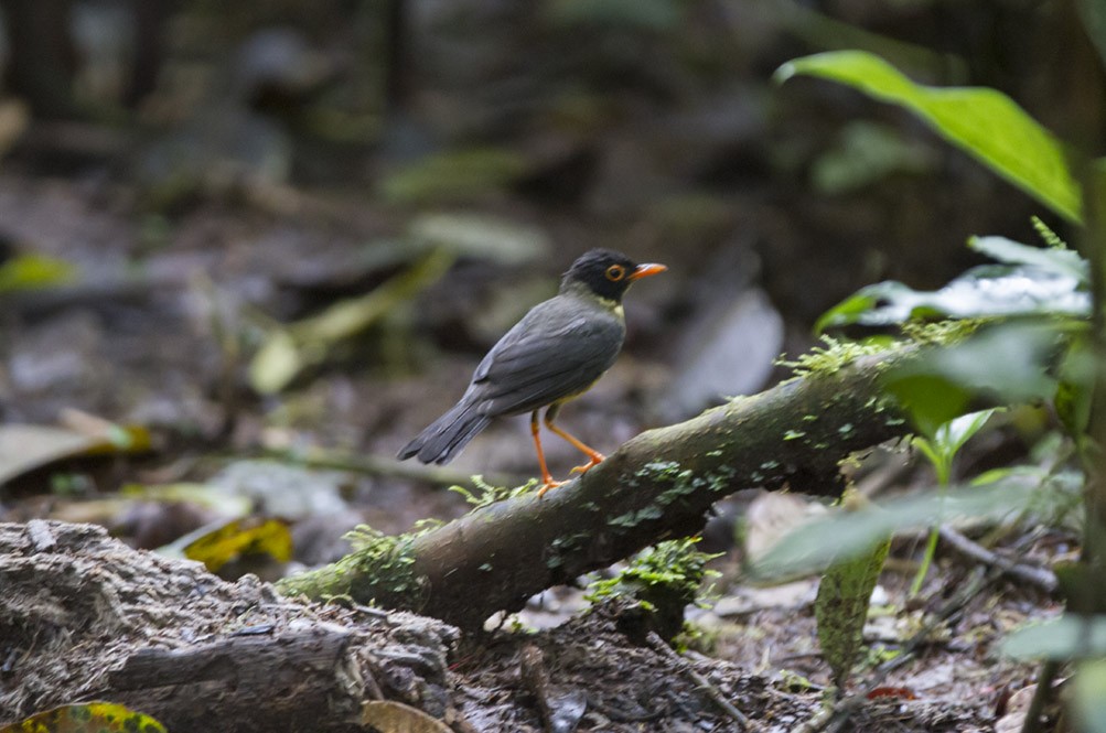 Speckled Nightingale-Thrush - Michael Todd