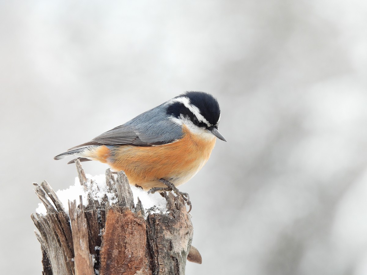 Red-breasted Nuthatch - ML401680931