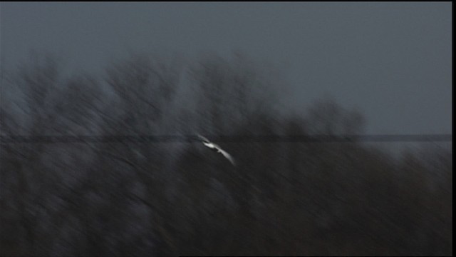 Black-legged Kittiwake - ML401681