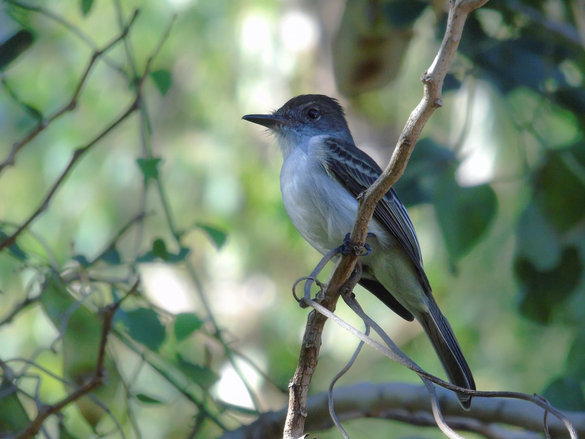 La Sagra's Flycatcher - ML401681231