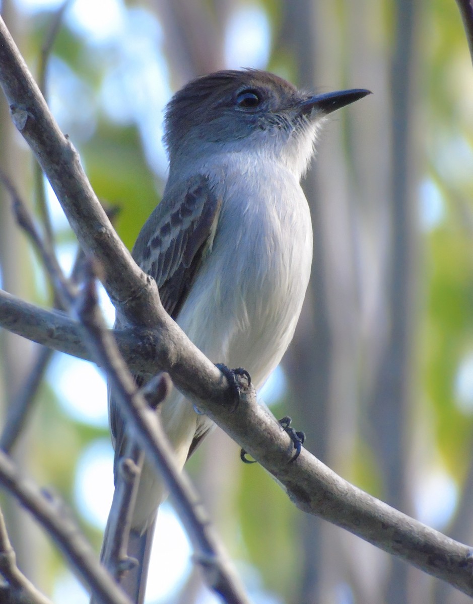 La Sagra's Flycatcher - Muhammad Halim