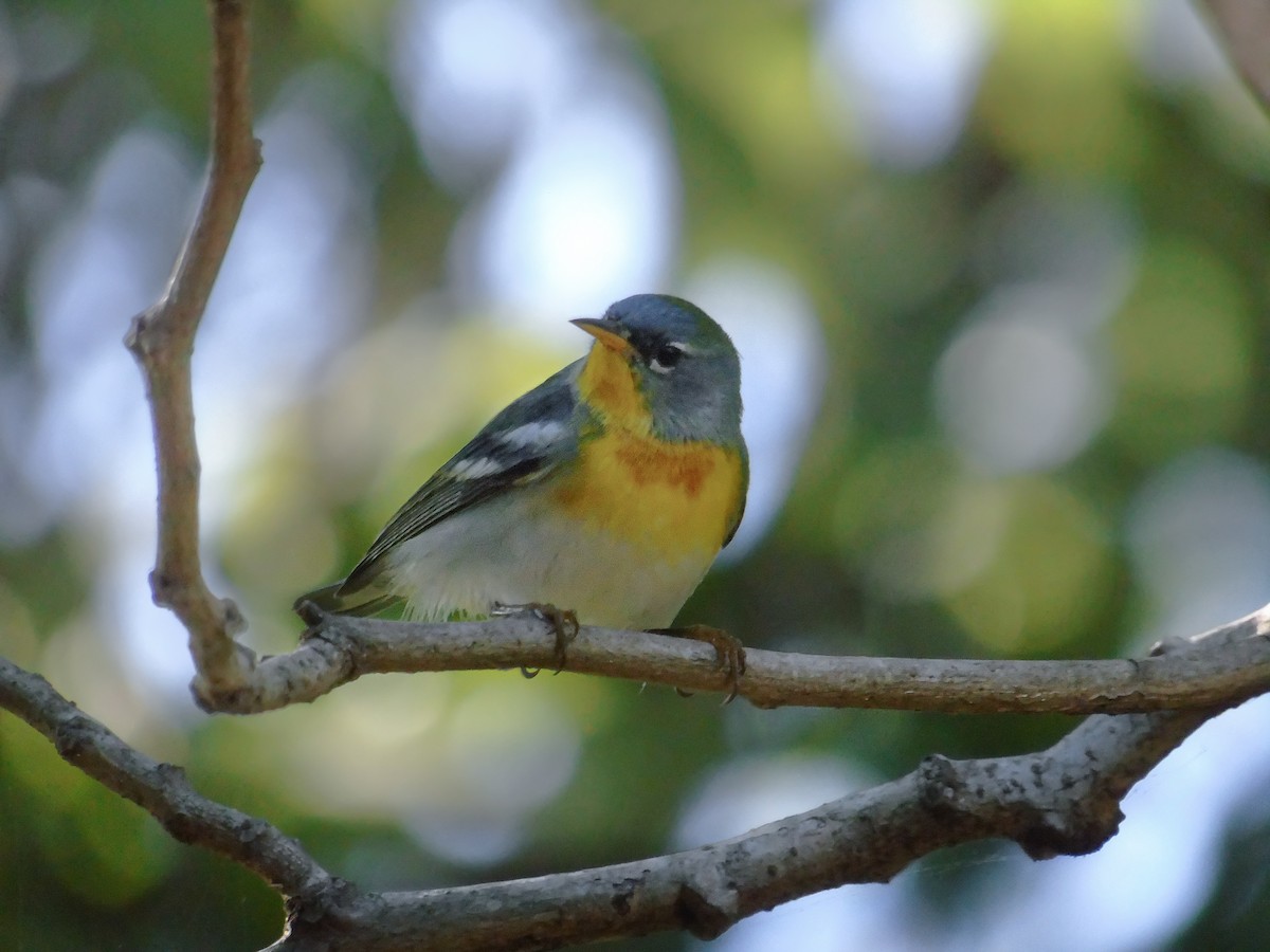 Northern Parula - Muhammad Halim