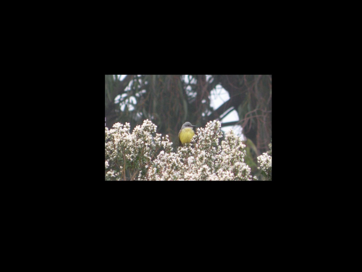 Tropical Kingbird - ML40168251